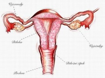 Co je rakovina děložního čípku?