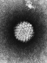 Jak se HPV infekce přenáší?